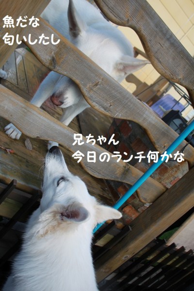 f:id:buhi84shin:20121113222023j:image
