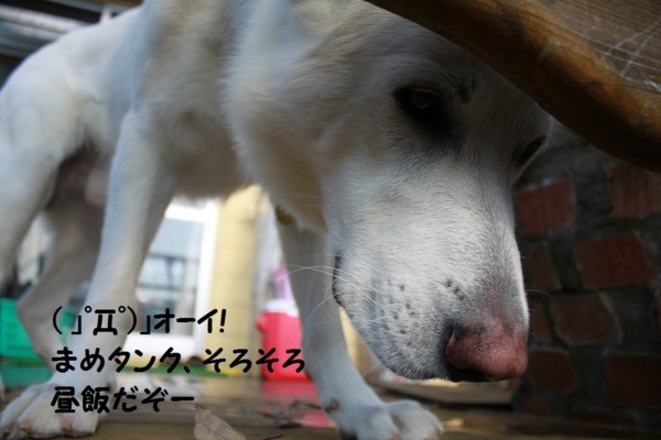 f:id:buhi84shin:20121113222024j:image