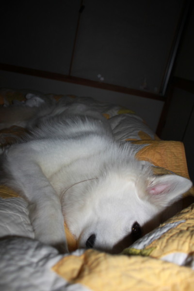 f:id:buhi84shin:20121114212045j:image