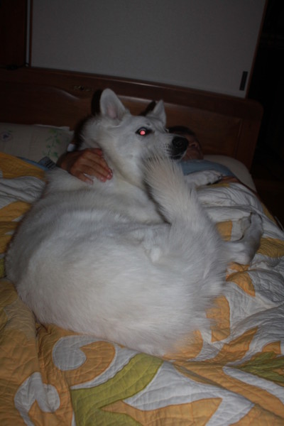 f:id:buhi84shin:20121114212056j:image