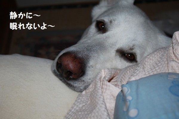 f:id:buhi84shin:20121114213351j:image