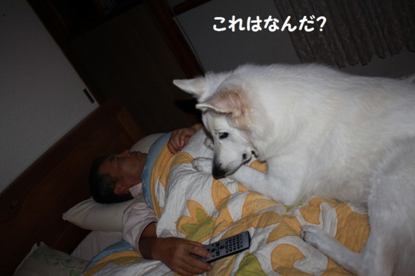 f:id:buhi84shin:20121114213355j:image