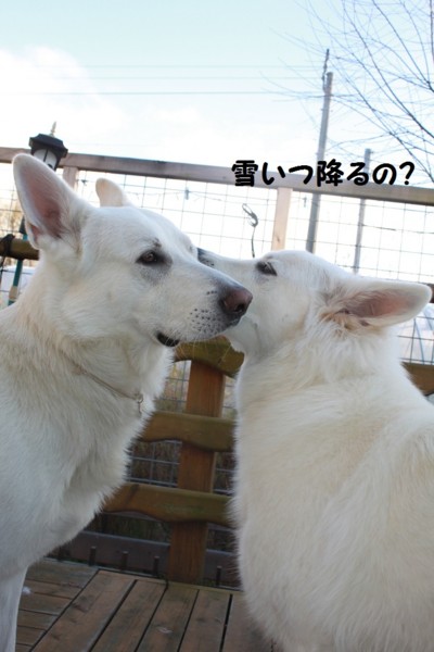 f:id:buhi84shin:20121115205817j:image f:id:buhi84shin:20121115205817j:image