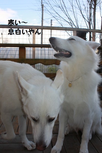 f:id:buhi84shin:20121115211836j:image f:id:buhi84shin:20121115211836j:image