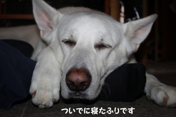 f:id:buhi84shin:20121115213028j:image f:id:buhi84shin:20121115213028j:image