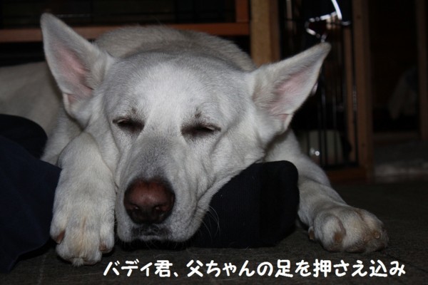 f:id:buhi84shin:20121115213029j:image f:id:buhi84shin:20121115213029j:image