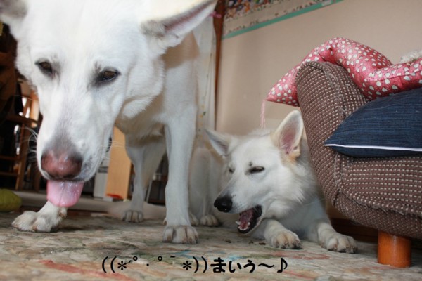 f:id:buhi84shin:20121116212452j:image f:id:buhi84shin:20121116212452j:image