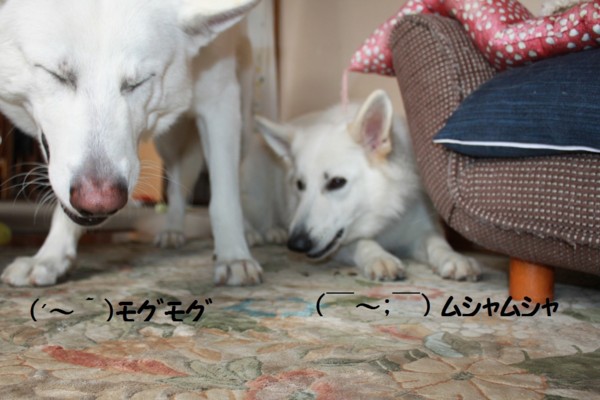 f:id:buhi84shin:20121116212453j:image f:id:buhi84shin:20121116212453j:image