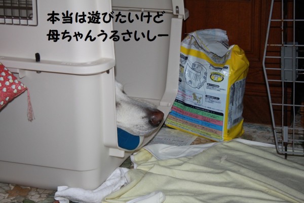 f:id:buhi84shin:20121116213719j:image f:id:buhi84shin:20121116213719j:image
