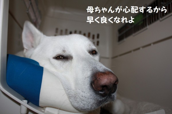 f:id:buhi84shin:20121116213720j:image f:id:buhi84shin:20121116213720j:image