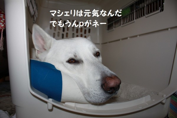 f:id:buhi84shin:20121116213722j:image f:id:buhi84shin:20121116213722j:image