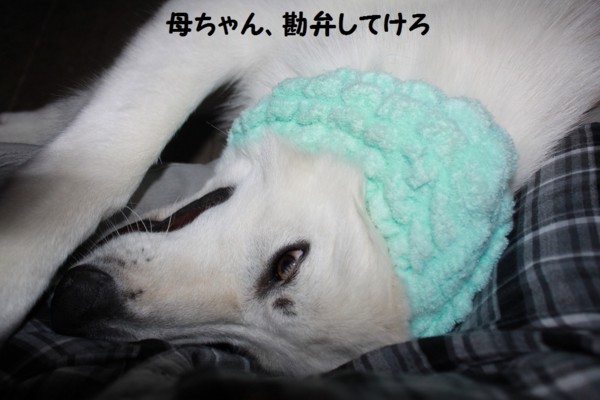 f:id:buhi84shin:20121117212332j:image