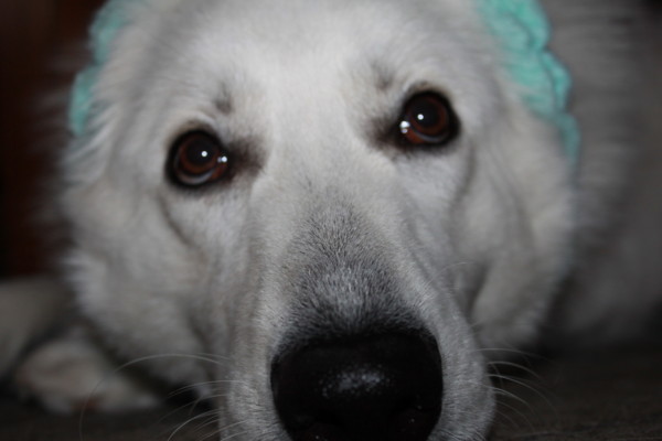 f:id:buhi84shin:20121117212334j:image
