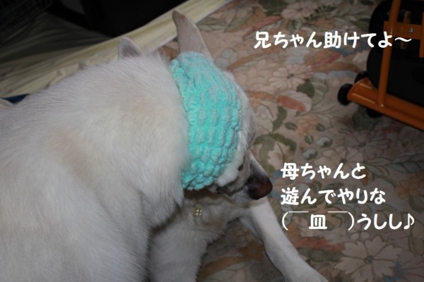 f:id:buhi84shin:20121117212344j:image