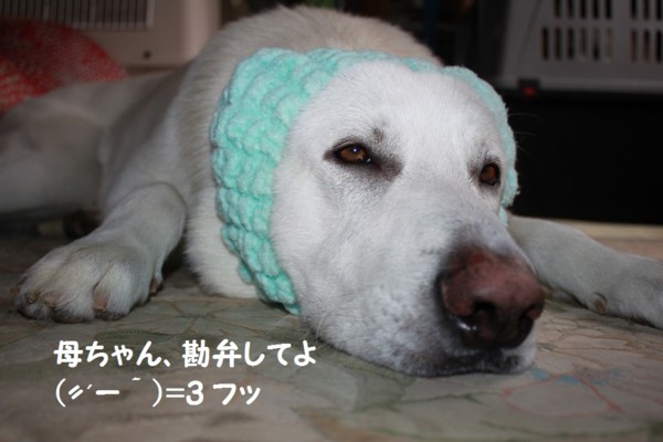 f:id:buhi84shin:20121117212346j:image