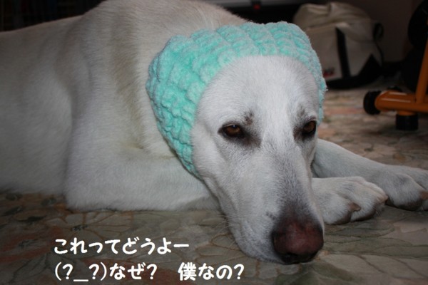 f:id:buhi84shin:20121117212347j:image