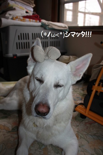 f:id:buhi84shin:20121117213138j:image