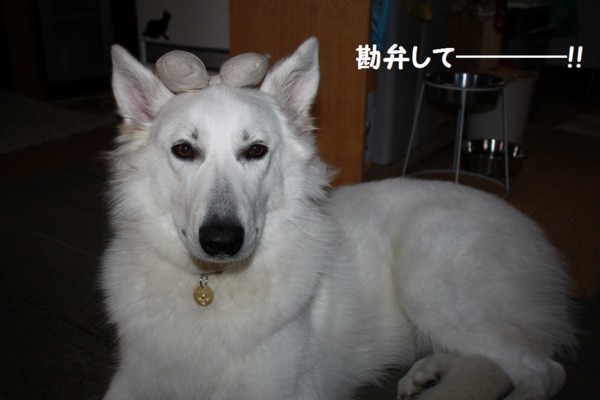 f:id:buhi84shin:20121117213139j:image