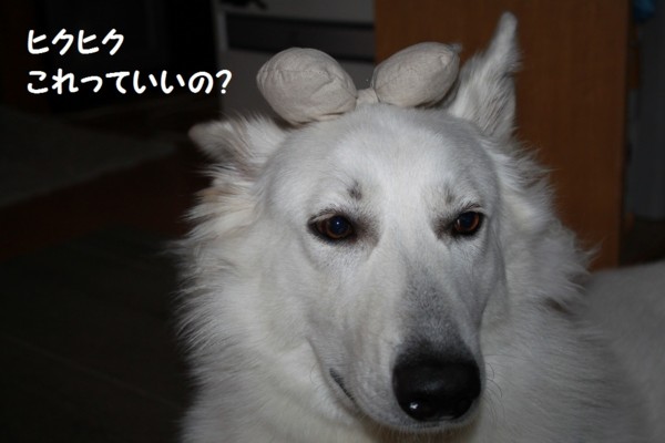f:id:buhi84shin:20121117213142j:image