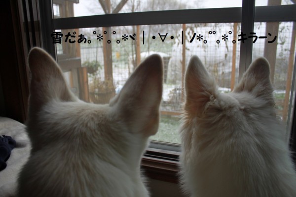f:id:buhi84shin:20121118194441j:image