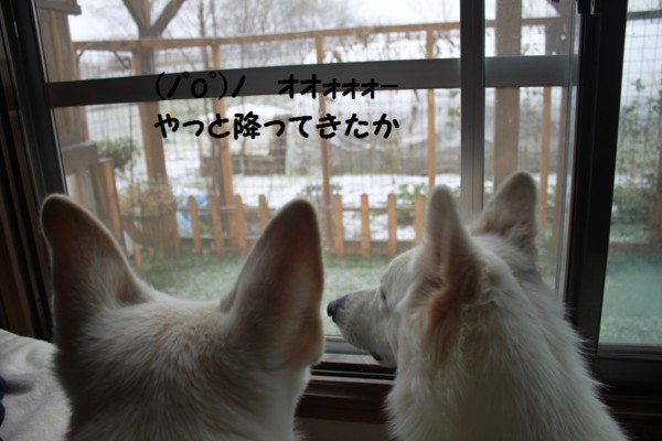 f:id:buhi84shin:20121118194443j:image