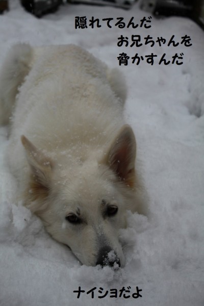 f:id:buhi84shin:20121119205204j:image