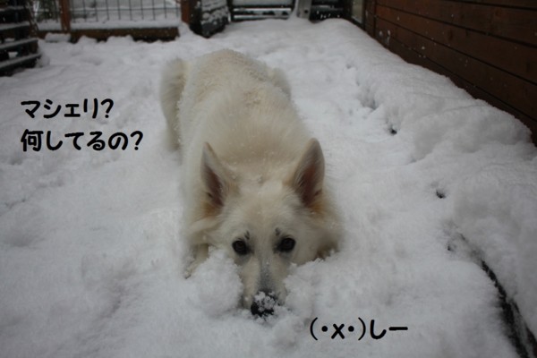 f:id:buhi84shin:20121119205206j:image