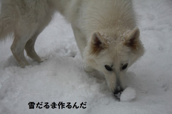 f:id:buhi84shin:20121119205207j:image