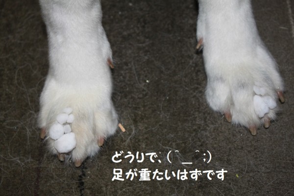 f:id:buhi84shin:20121119205519j:image
