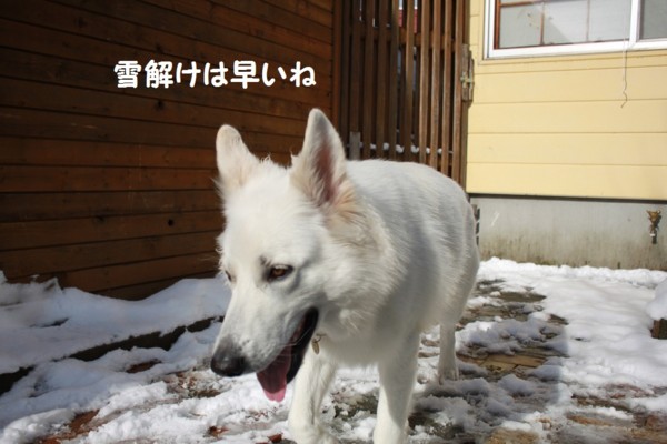 f:id:buhi84shin:20121119210507j:image