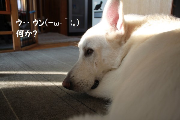 f:id:buhi84shin:20121120214352j:image f:id:buhi84shin:20121120214352j:image