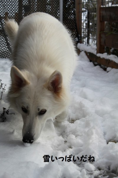 f:id:buhi84shin:20121121211128j:image