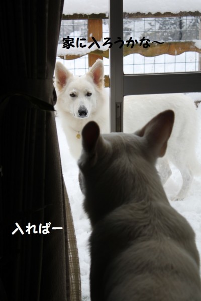 f:id:buhi84shin:20121121214154j:image