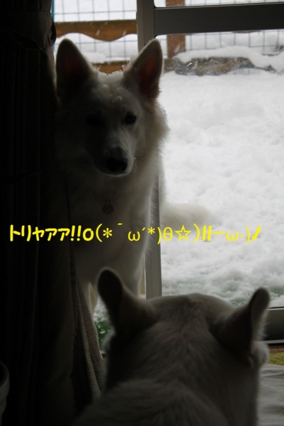 f:id:buhi84shin:20121121214155j:image