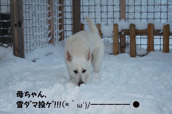 f:id:buhi84shin:20121122200524j:image f:id:buhi84shin:20121122200524j:image