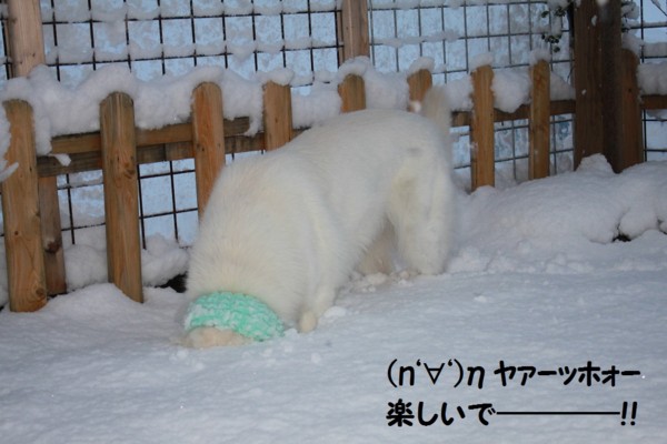 f:id:buhi84shin:20121122200526j:image f:id:buhi84shin:20121122200526j:image