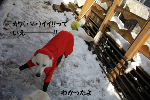 f:id:buhi84shin:20121122201802j:image f:id:buhi84shin:20121122201802j:image
