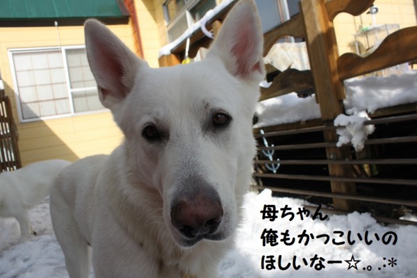 f:id:buhi84shin:20121122203004j:image f:id:buhi84shin:20121122203004j:image