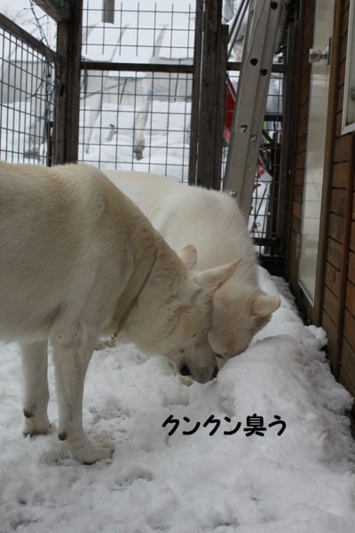 f:id:buhi84shin:20121123223103j:image