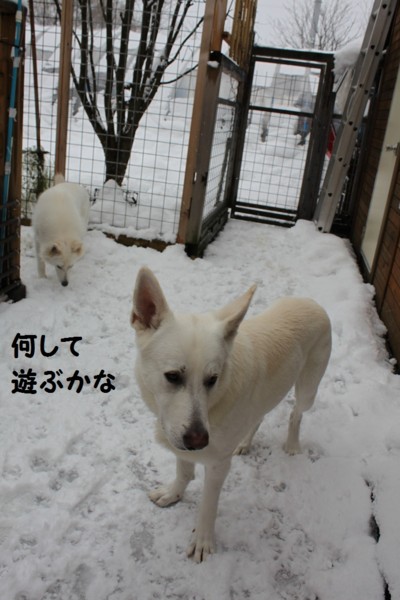 f:id:buhi84shin:20121123223105j:image