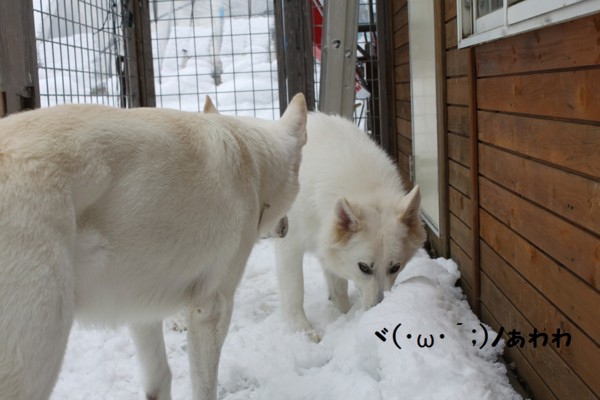 f:id:buhi84shin:20121123223151j:image