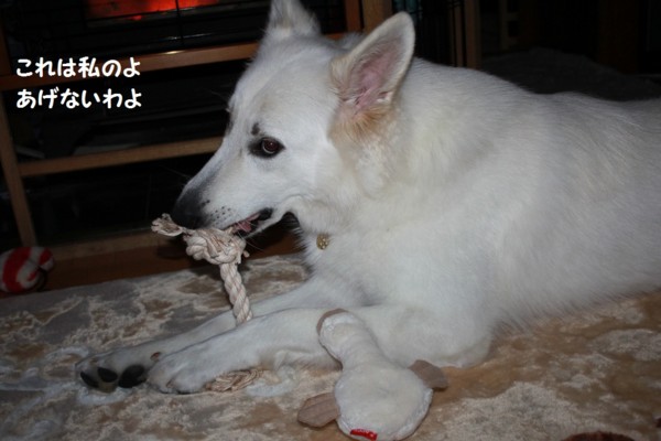 f:id:buhi84shin:20121124215954j:image