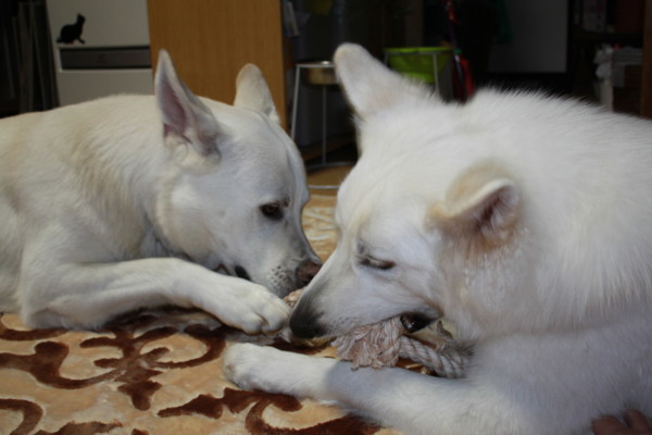 f:id:buhi84shin:20121124220123j:image