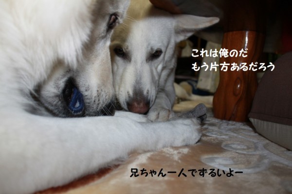 f:id:buhi84shin:20121126220227j:image f:id:buhi84shin:20121126220227j:image