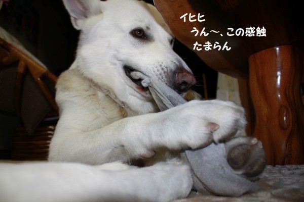 f:id:buhi84shin:20121126220229j:image f:id:buhi84shin:20121126220229j:image