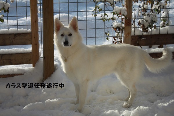 f:id:buhi84shin:20121128210720j:image f:id:buhi84shin:20121128210720j:image