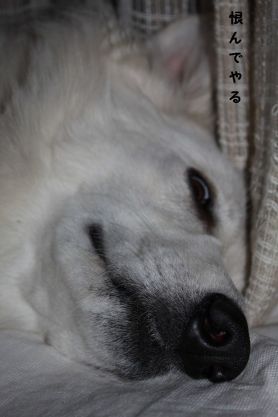 f:id:buhi84shin:20121129215933j:image f:id:buhi84shin:20121129215933j:image