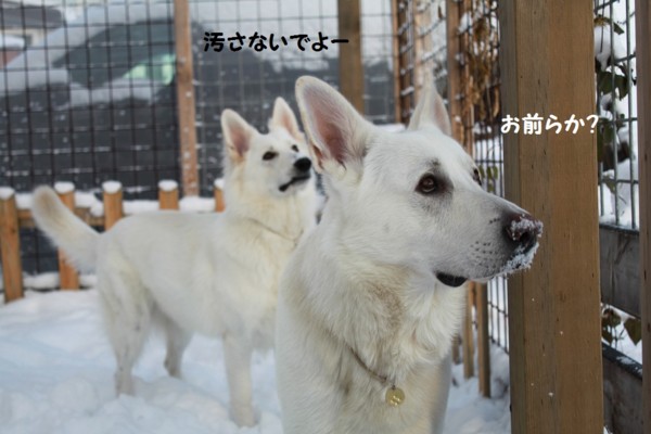 f:id:buhi84shin:20121130203013j:image