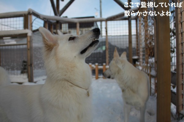 f:id:buhi84shin:20121130214403j:image