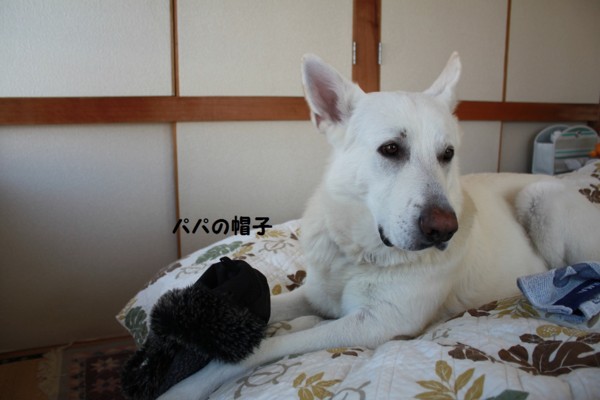 f:id:buhi84shin:20121204223752j:image